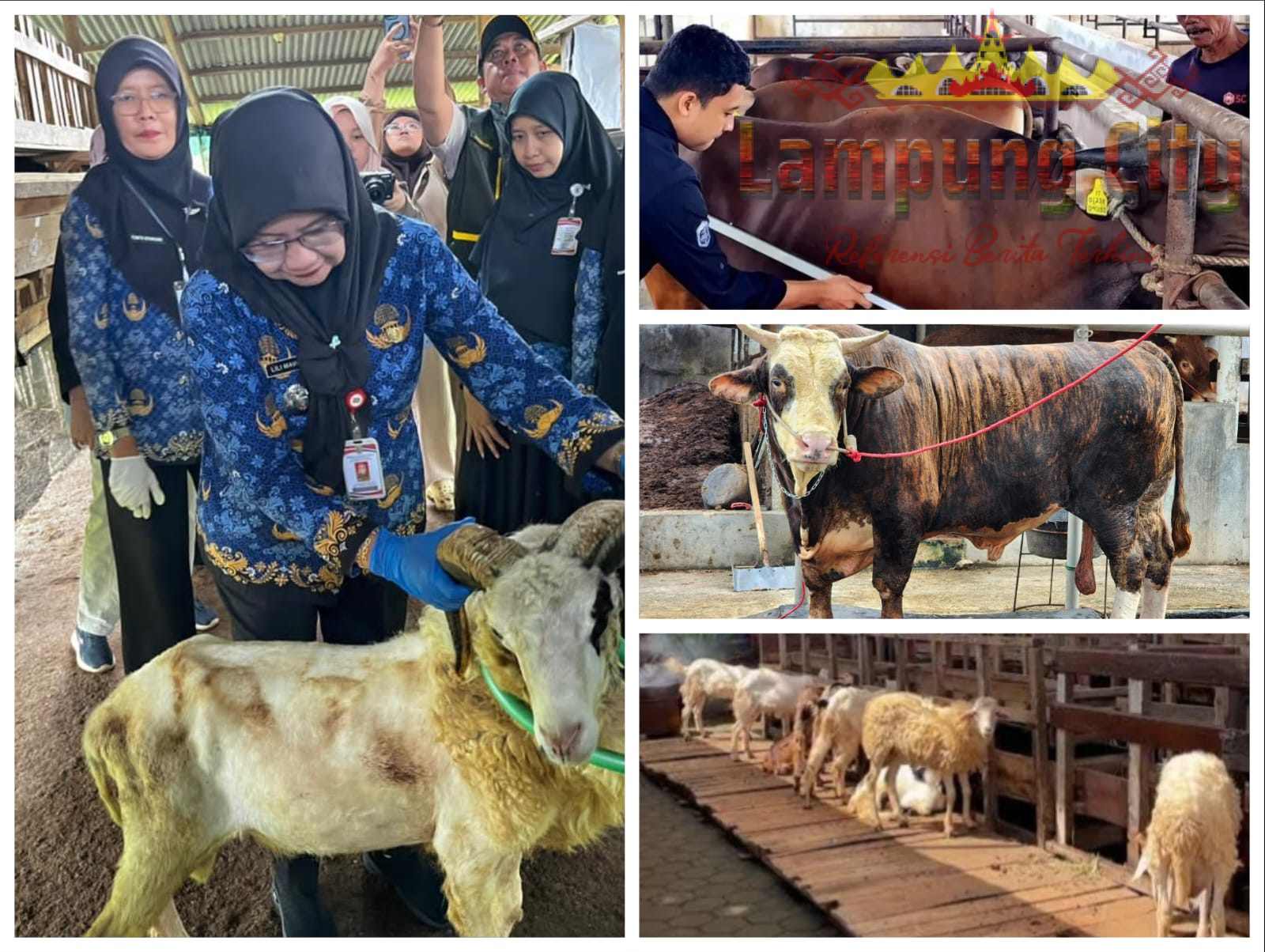 Permintaan Kurban Meningkat, Penjualan Sapi Lampung Naik 40 Persen dan Domba 121 Persen